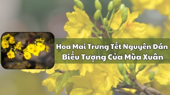 Hoa Mai Trưng Tết Nguyên Đán: Biểu Tượng Của Mùa Xuân